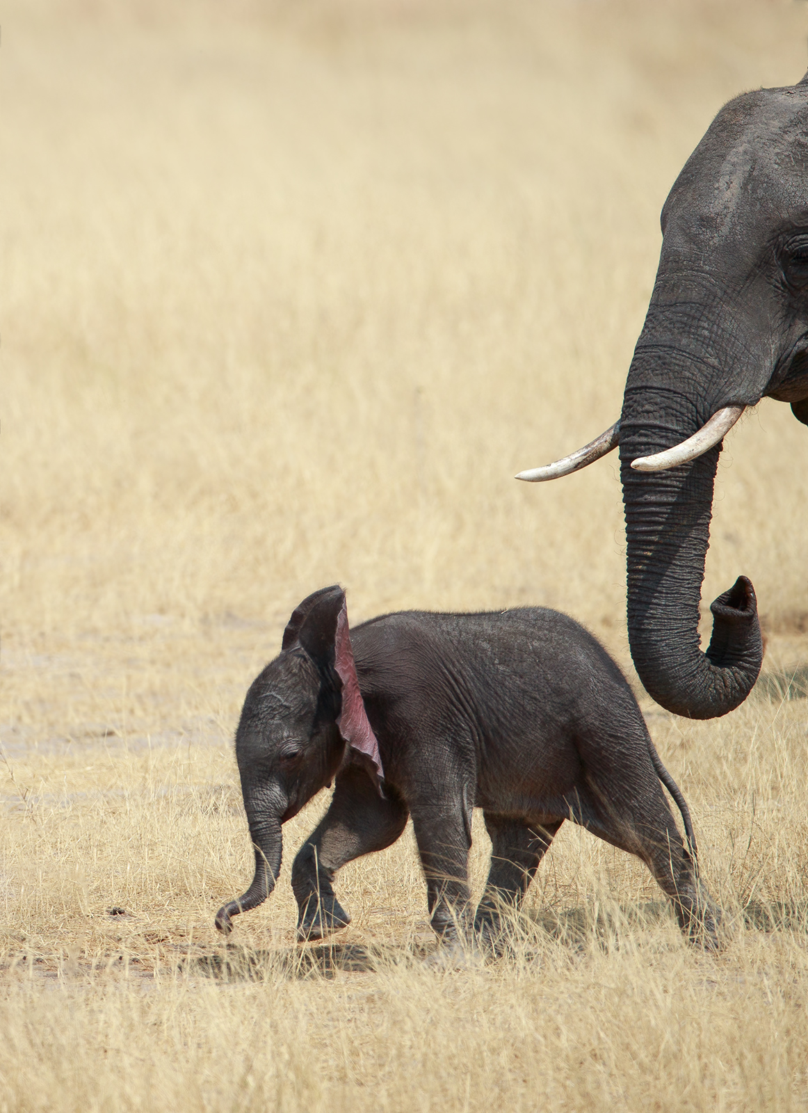 Red Eared Elephant