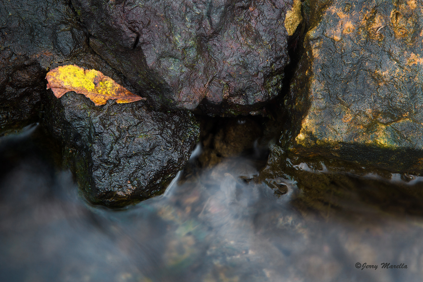 Lone leaf and rocks WC  