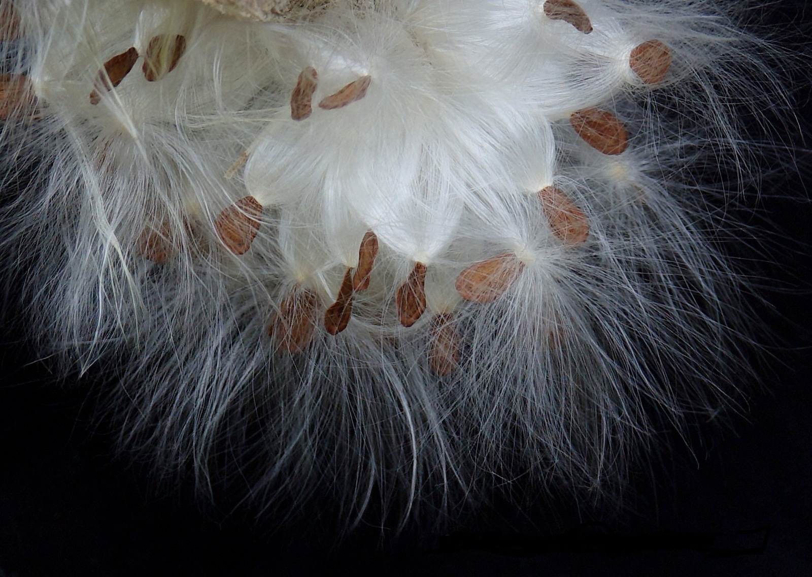 Pretty Seeds--Ugly Weeds