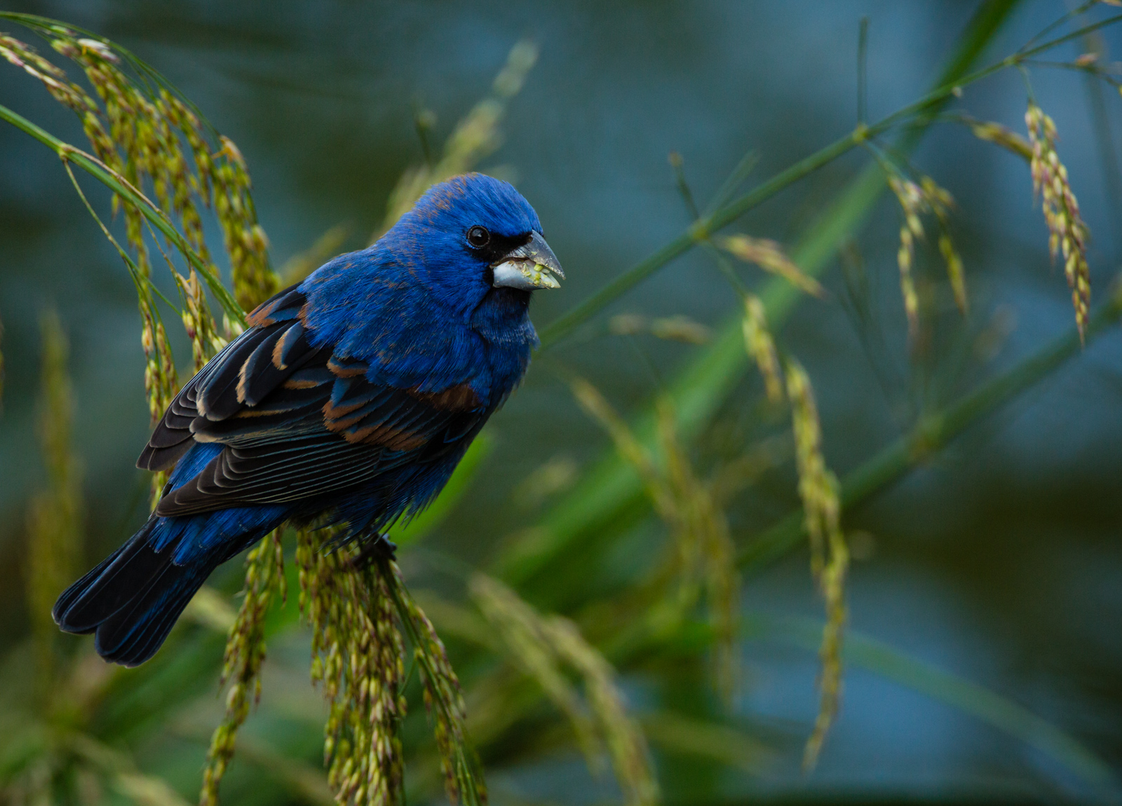 Blue Grosbeak + Repost