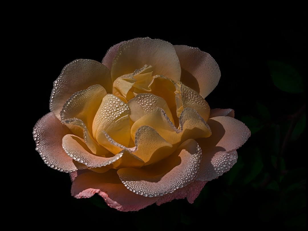 An october Rose
