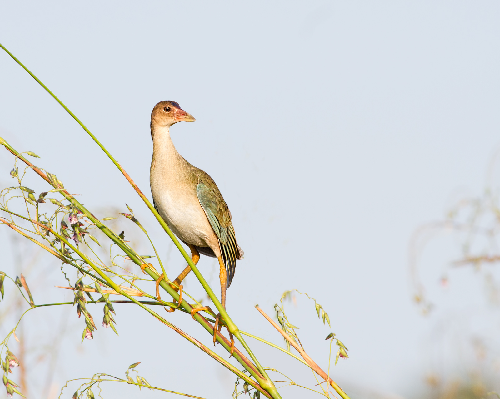 Juvenile Purple Gallinule