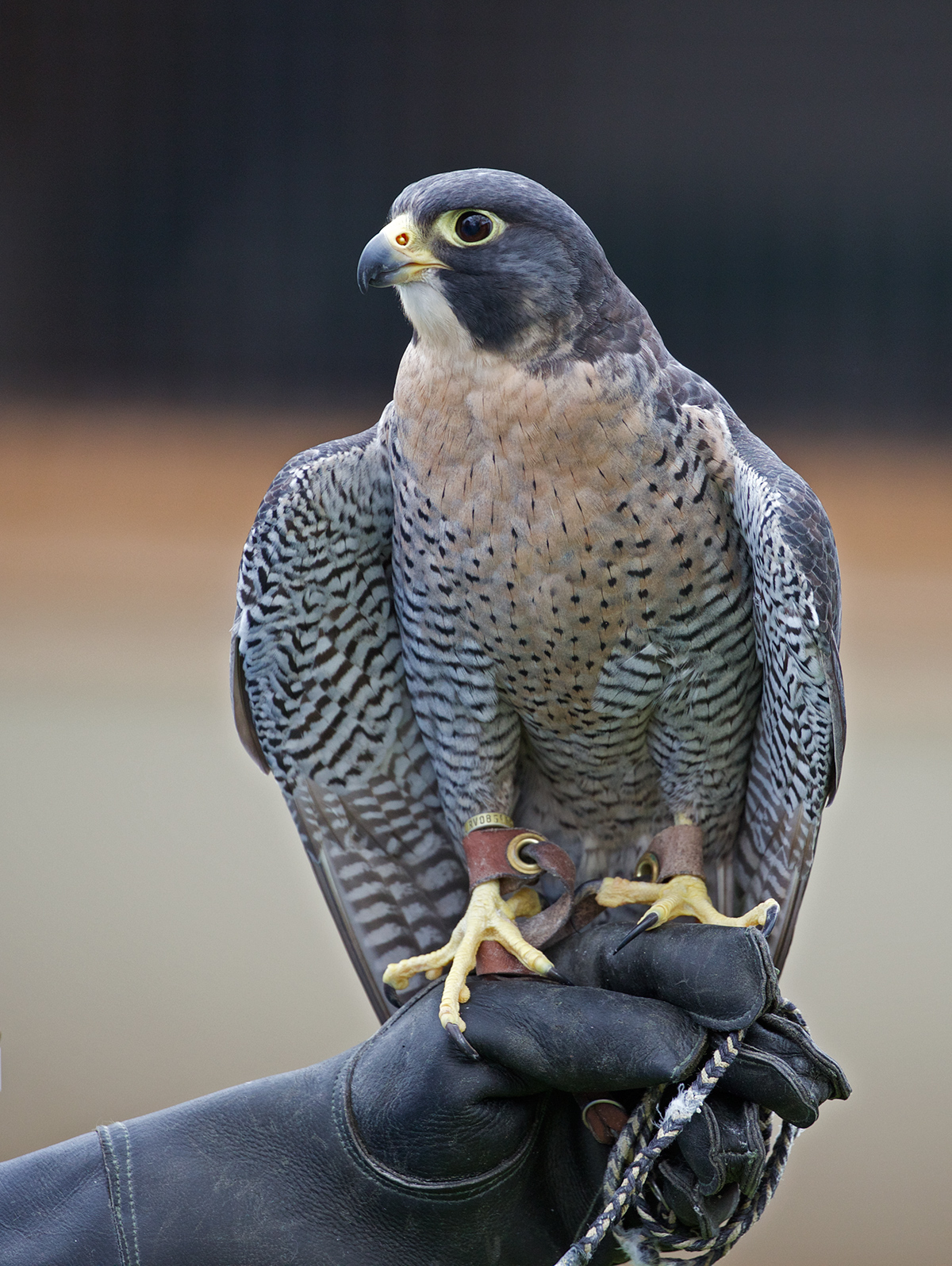 Peregrine Falcon