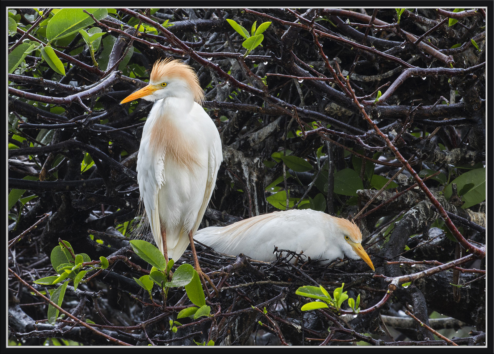 Cattle Egrets on Nest