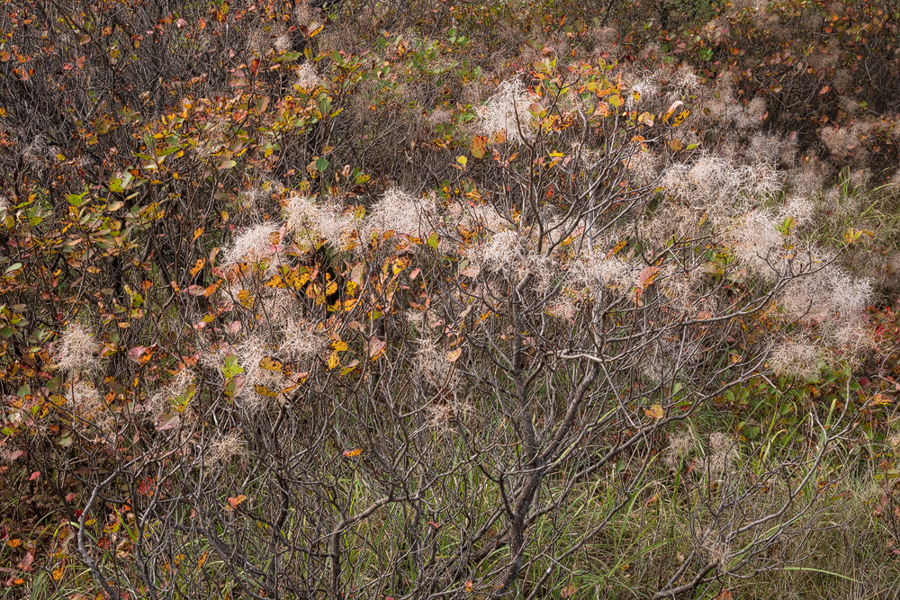 Autumn in Istria III