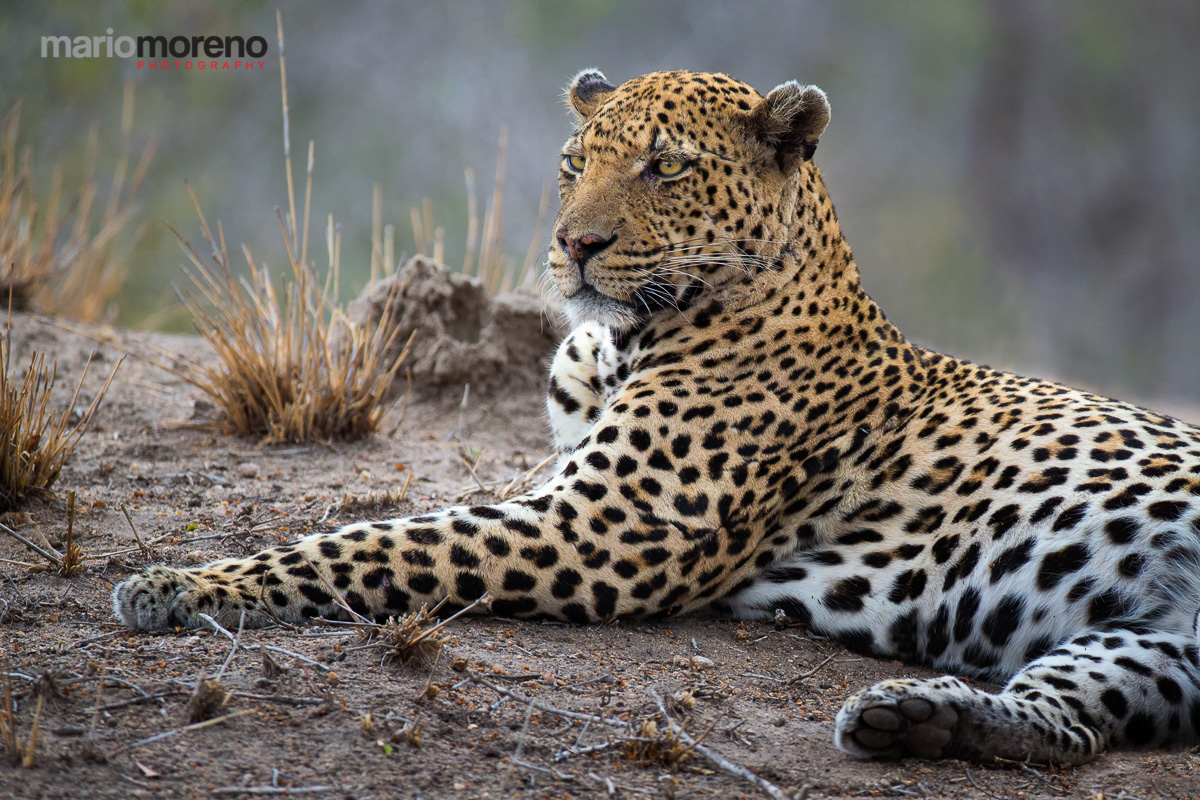 A Kruger Leopard