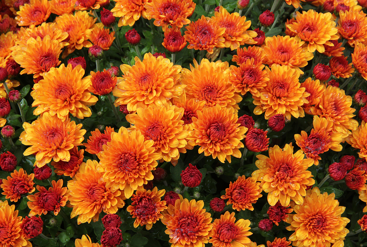 Orange Mums