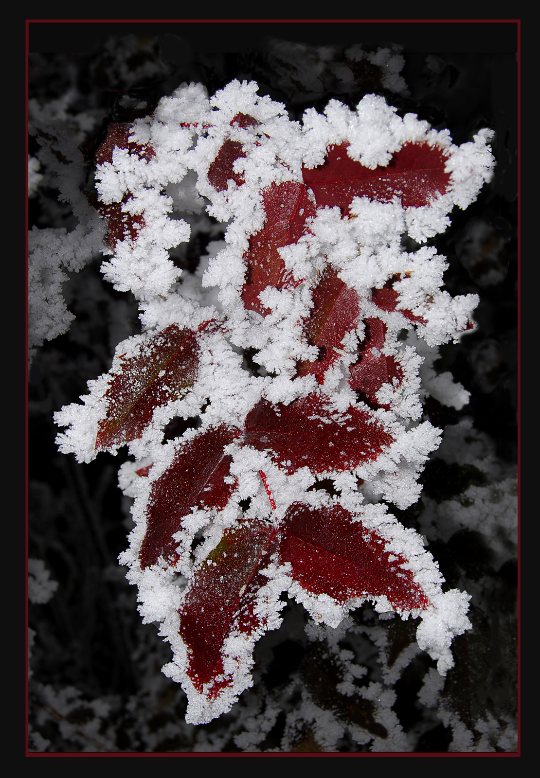WC #760 - Frost