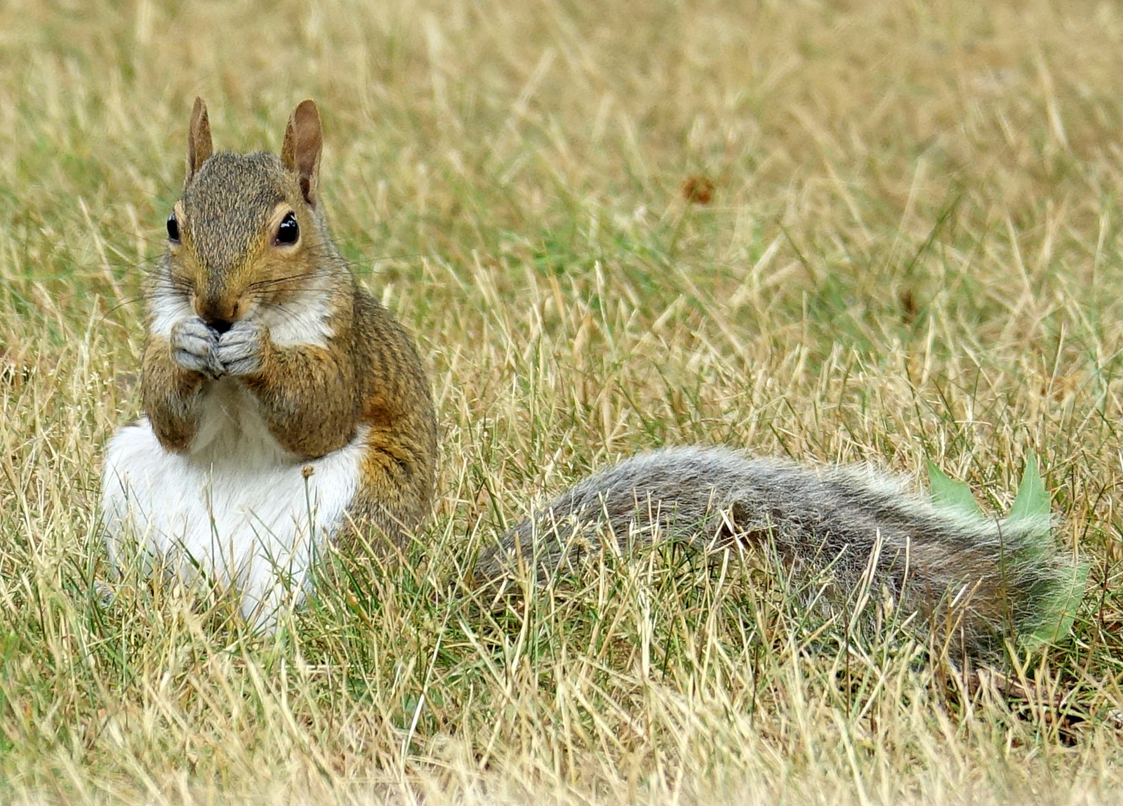 Got Nuts?!
