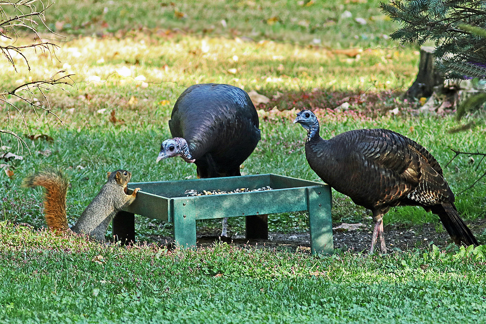 Face off at the feeder