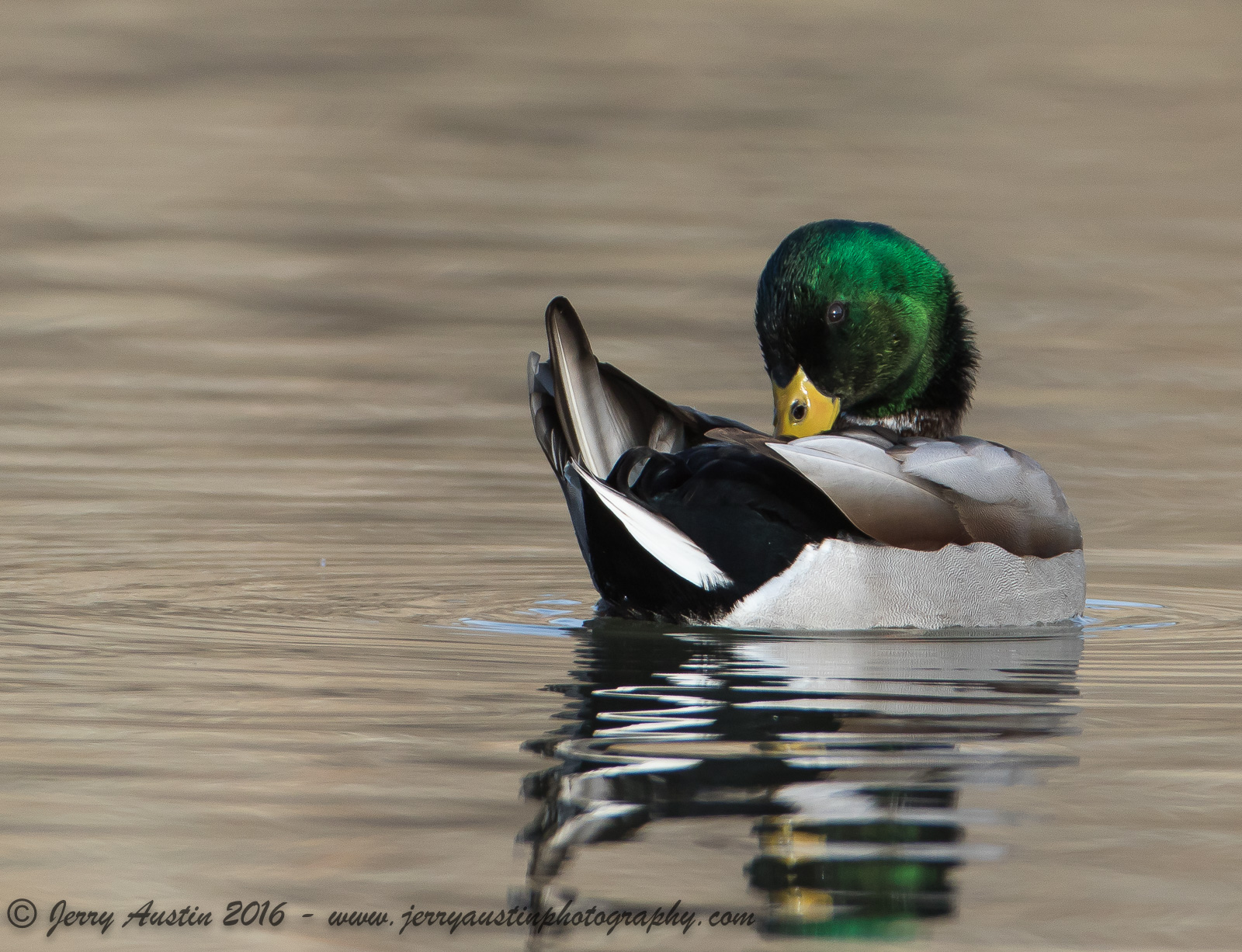 Preening Mallard
