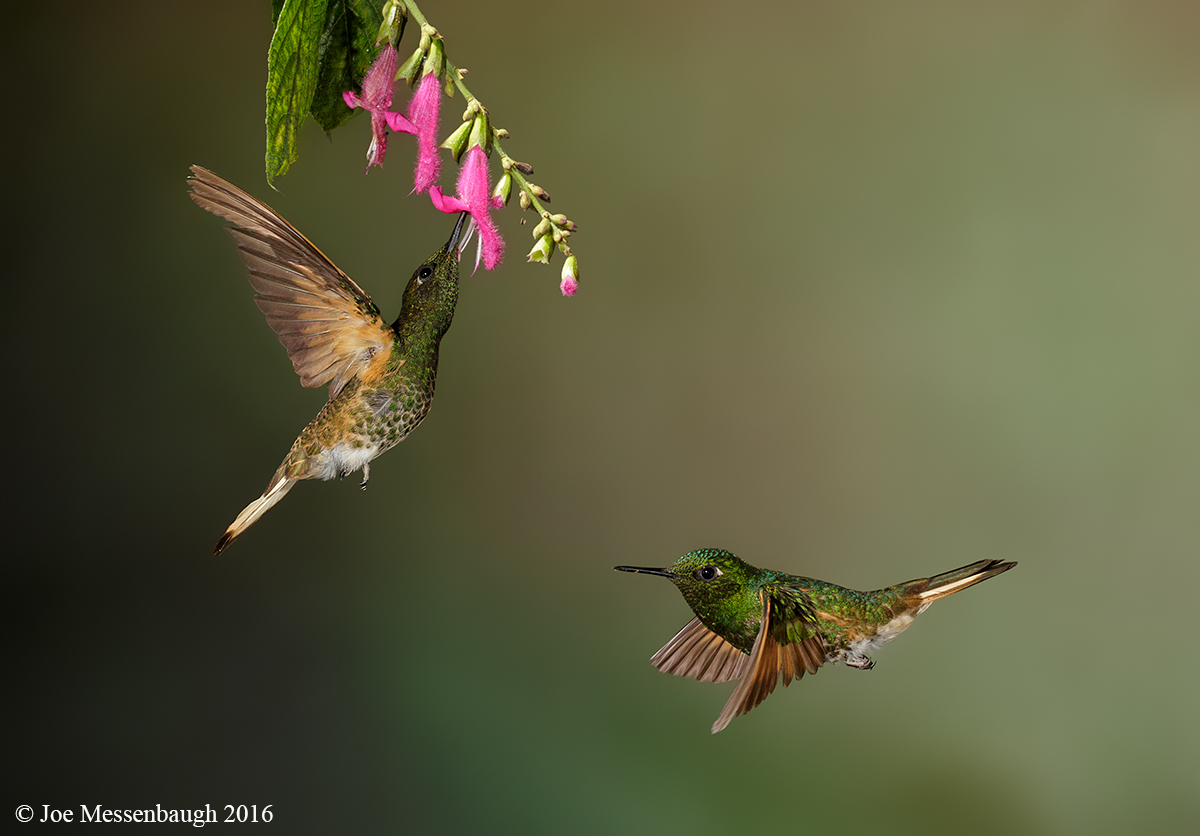 Buff-tailed Coronets