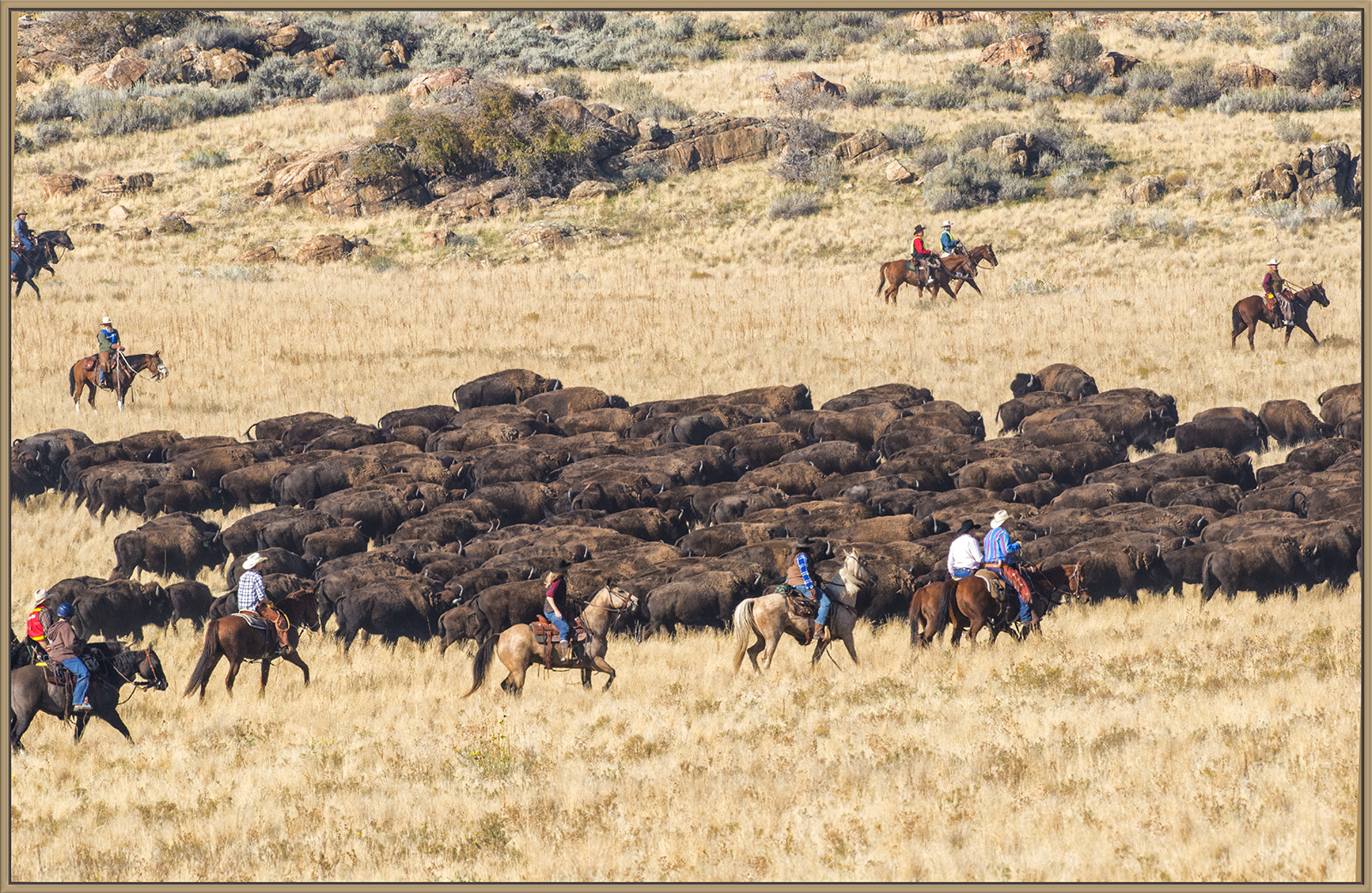 Bison Roundup