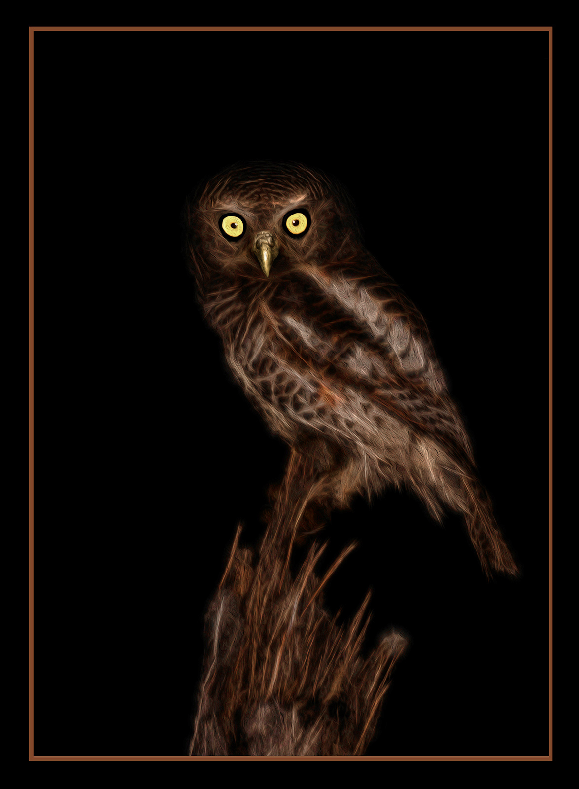 Pearl-Spotted Owlet