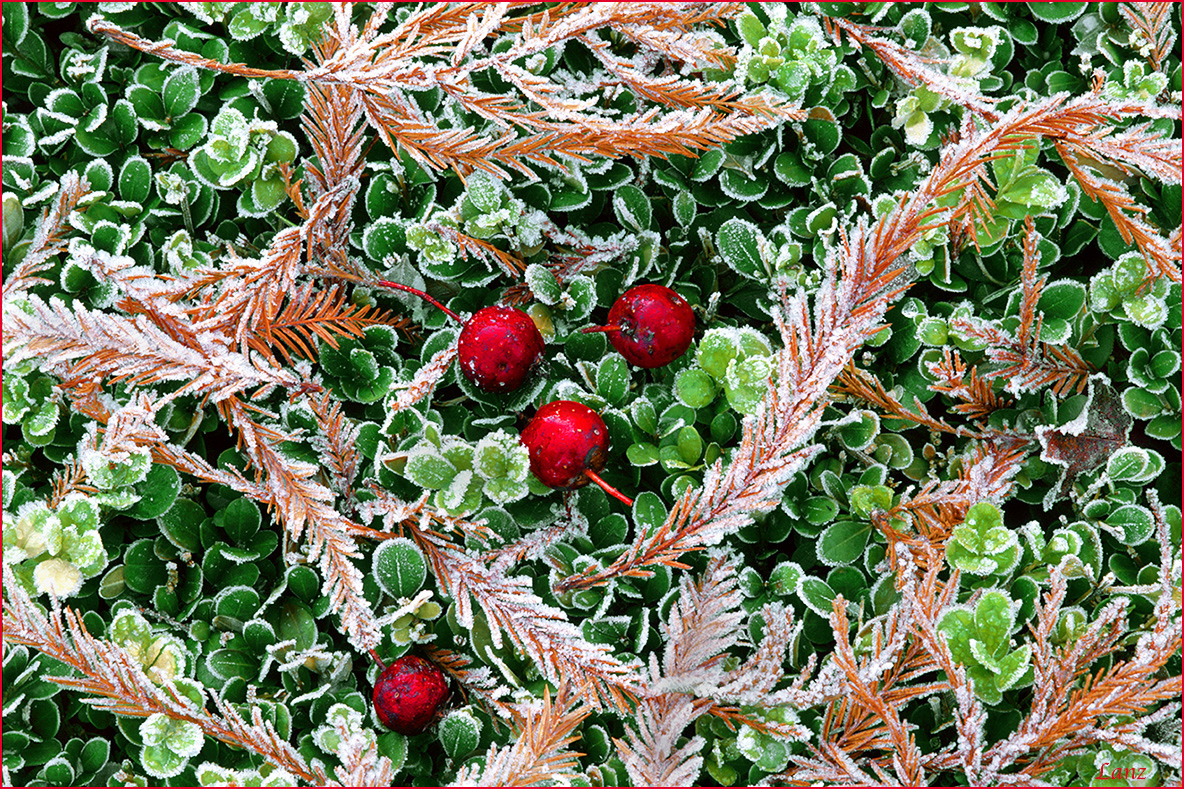 Boxwood and Berries