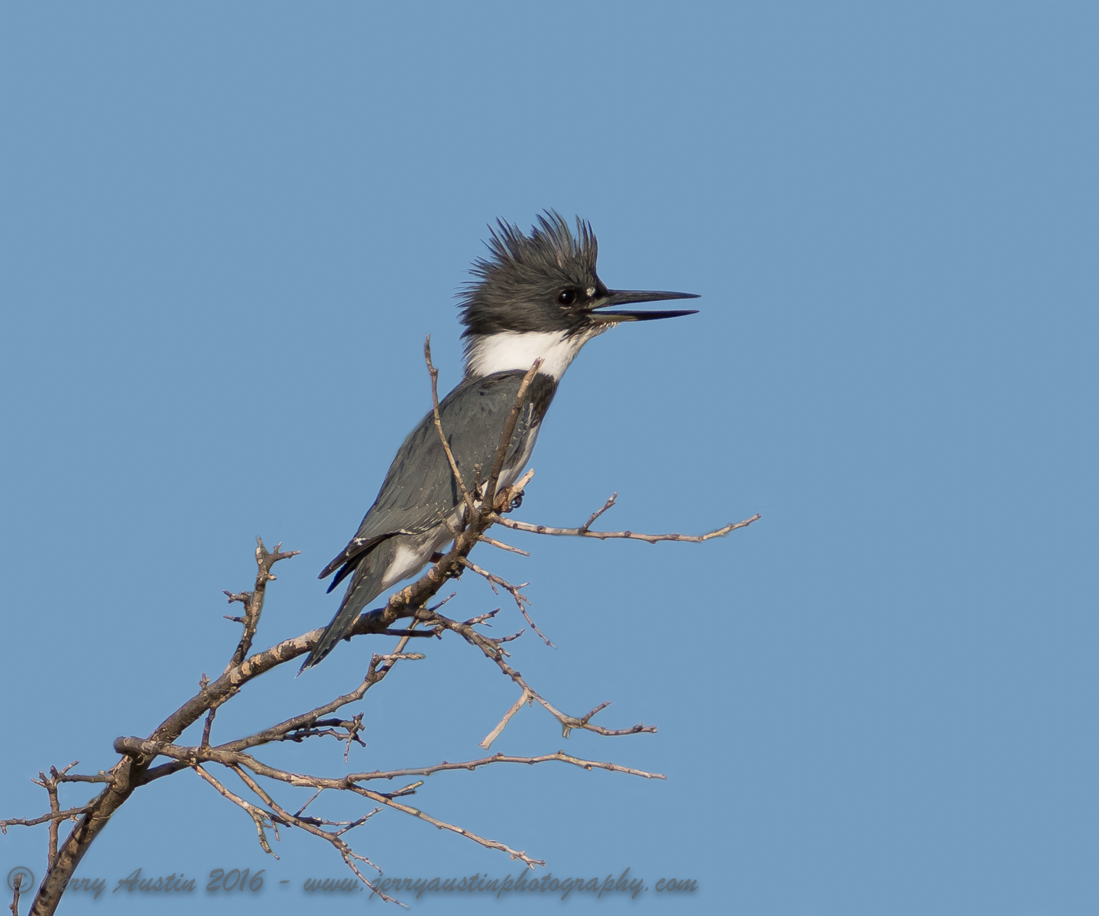 Texas Belted Kingfisher