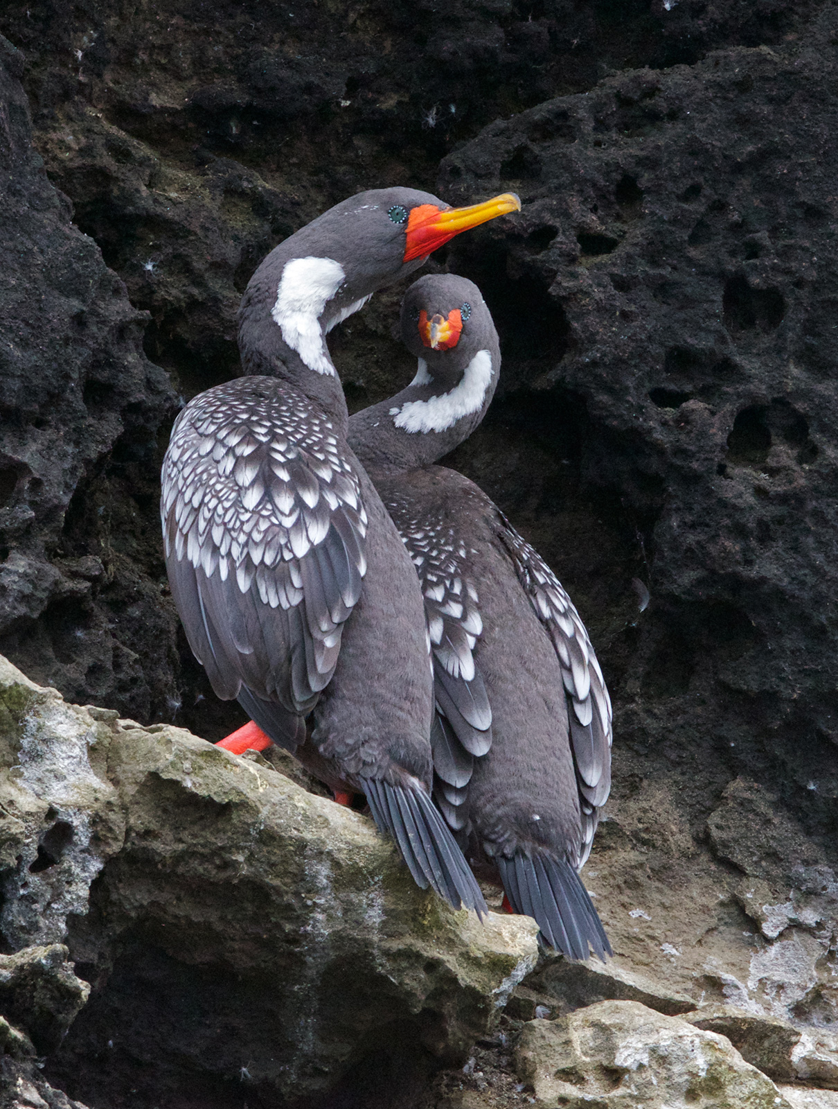 Red-legged Cormorant