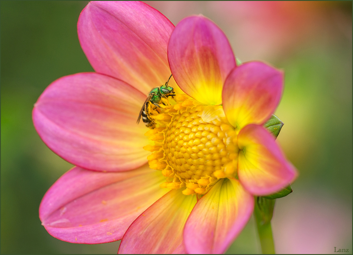 Green Bee on Dahlia
