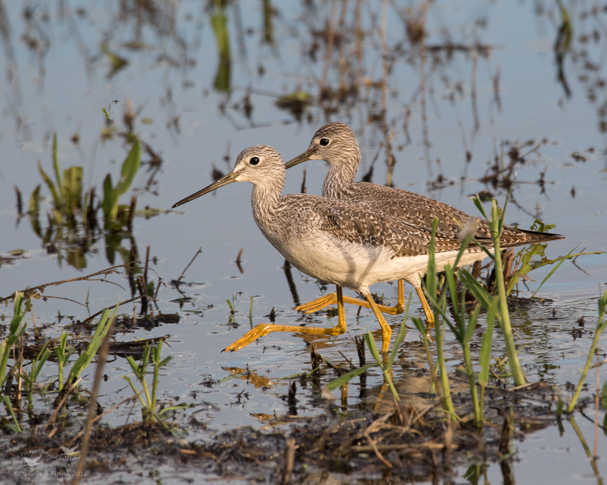 Greater Yellowlegs