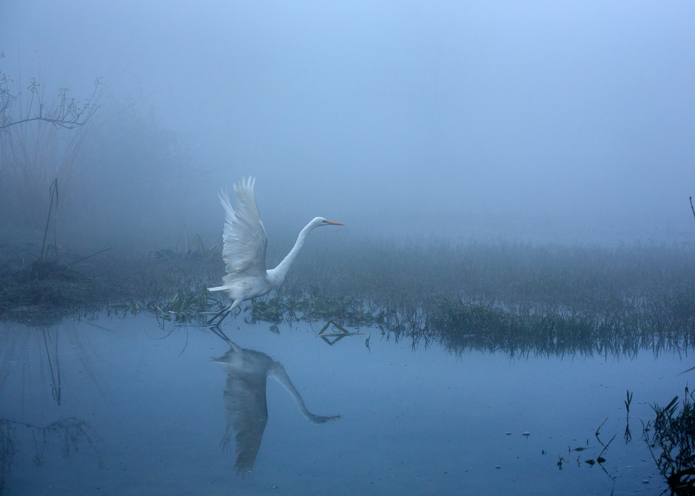 Fairy in the Dreamland