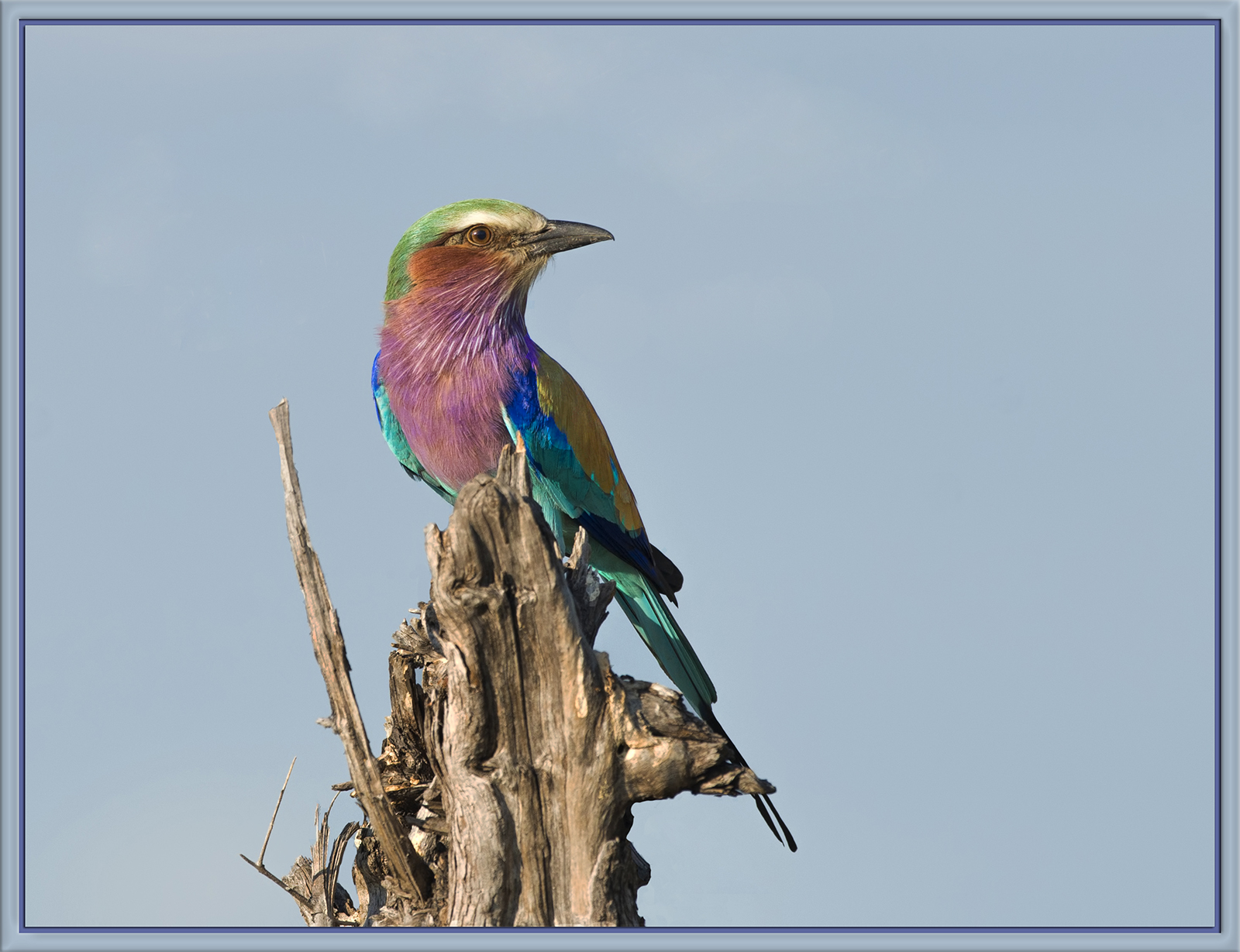 Lilac - Breasted Roller