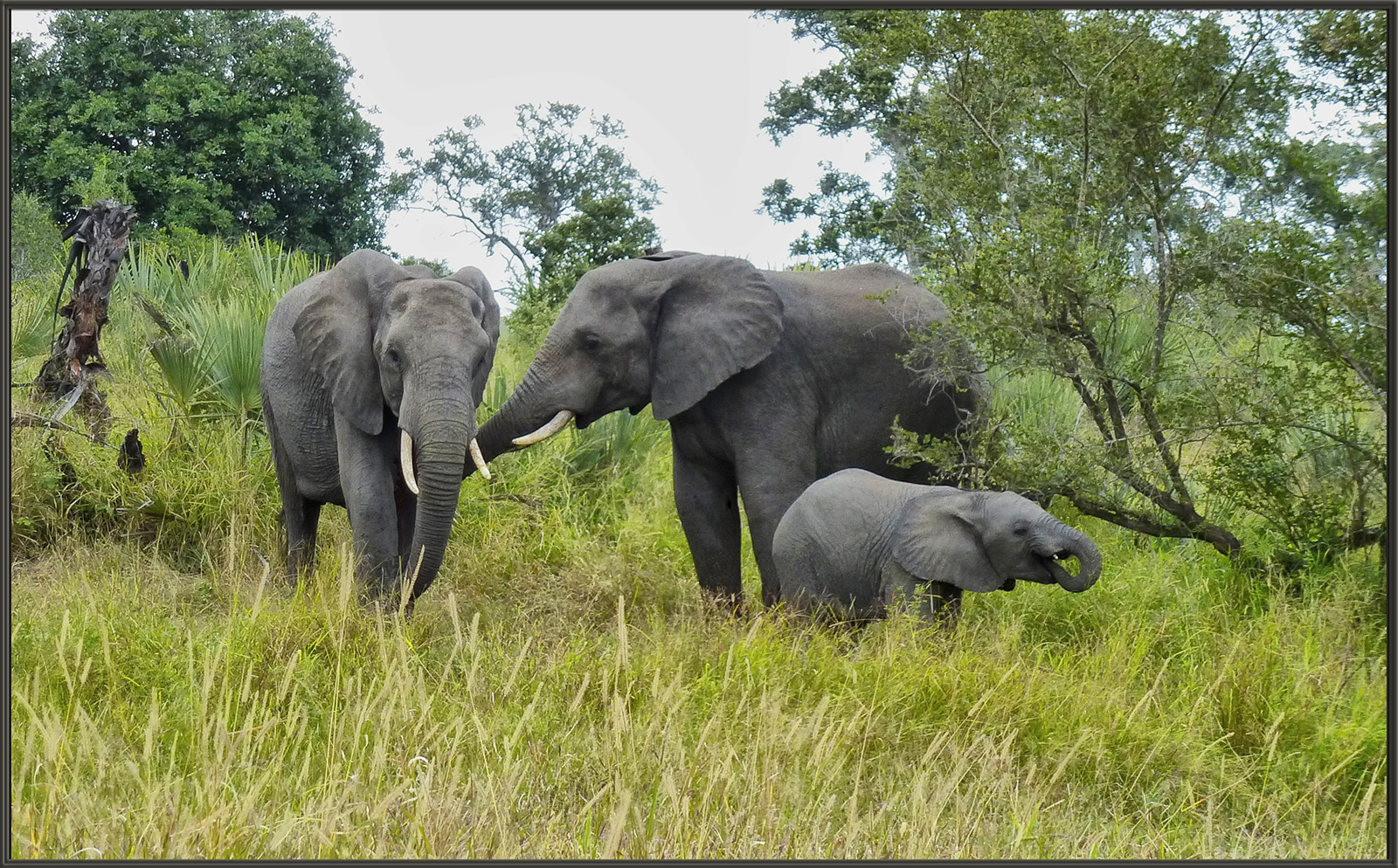 Elephant Family