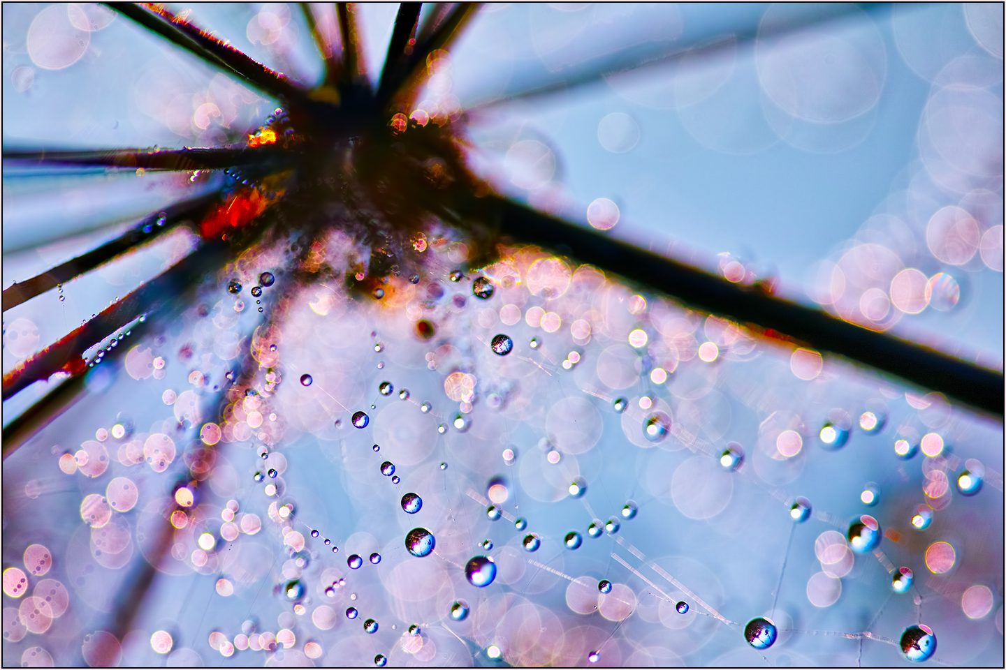 Morning Dew
