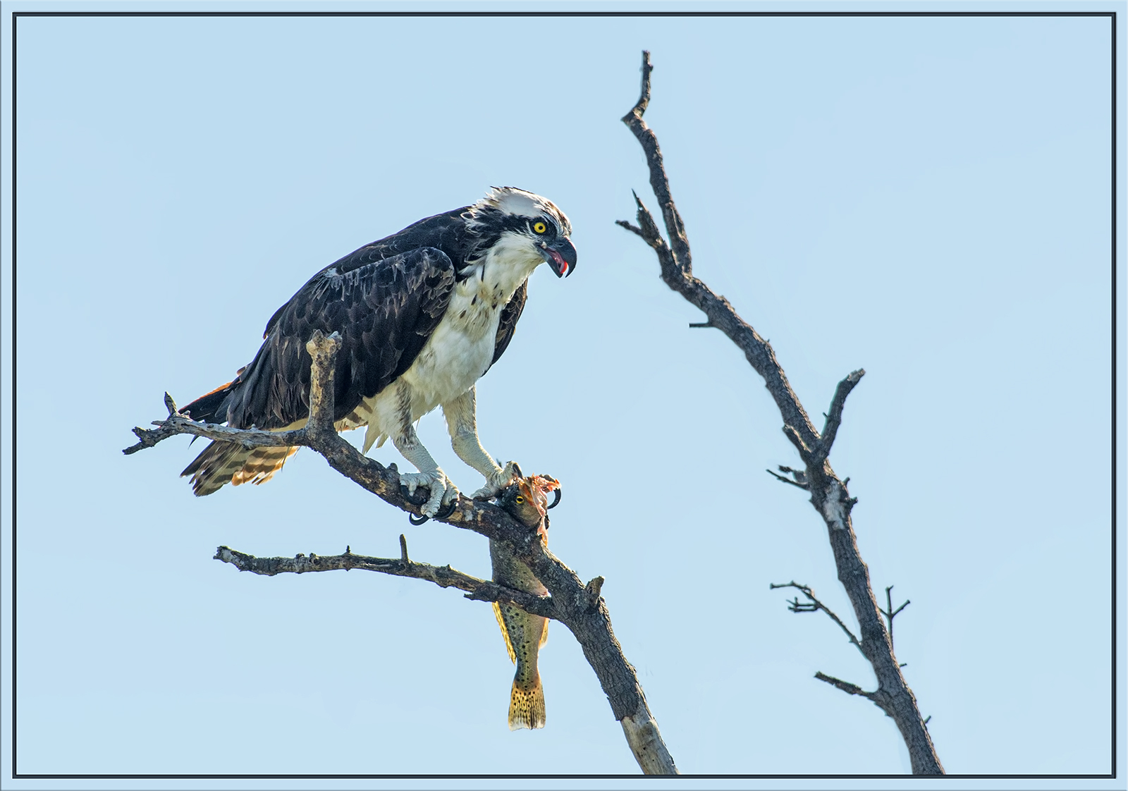 Osprey Catch