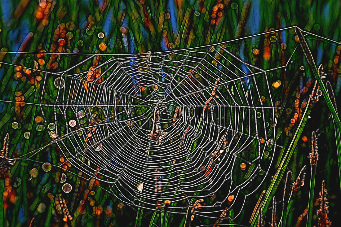 Web in Reeds