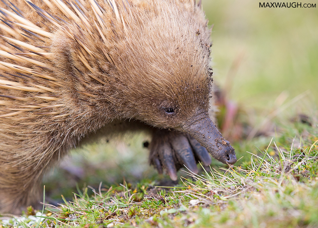 Echidna