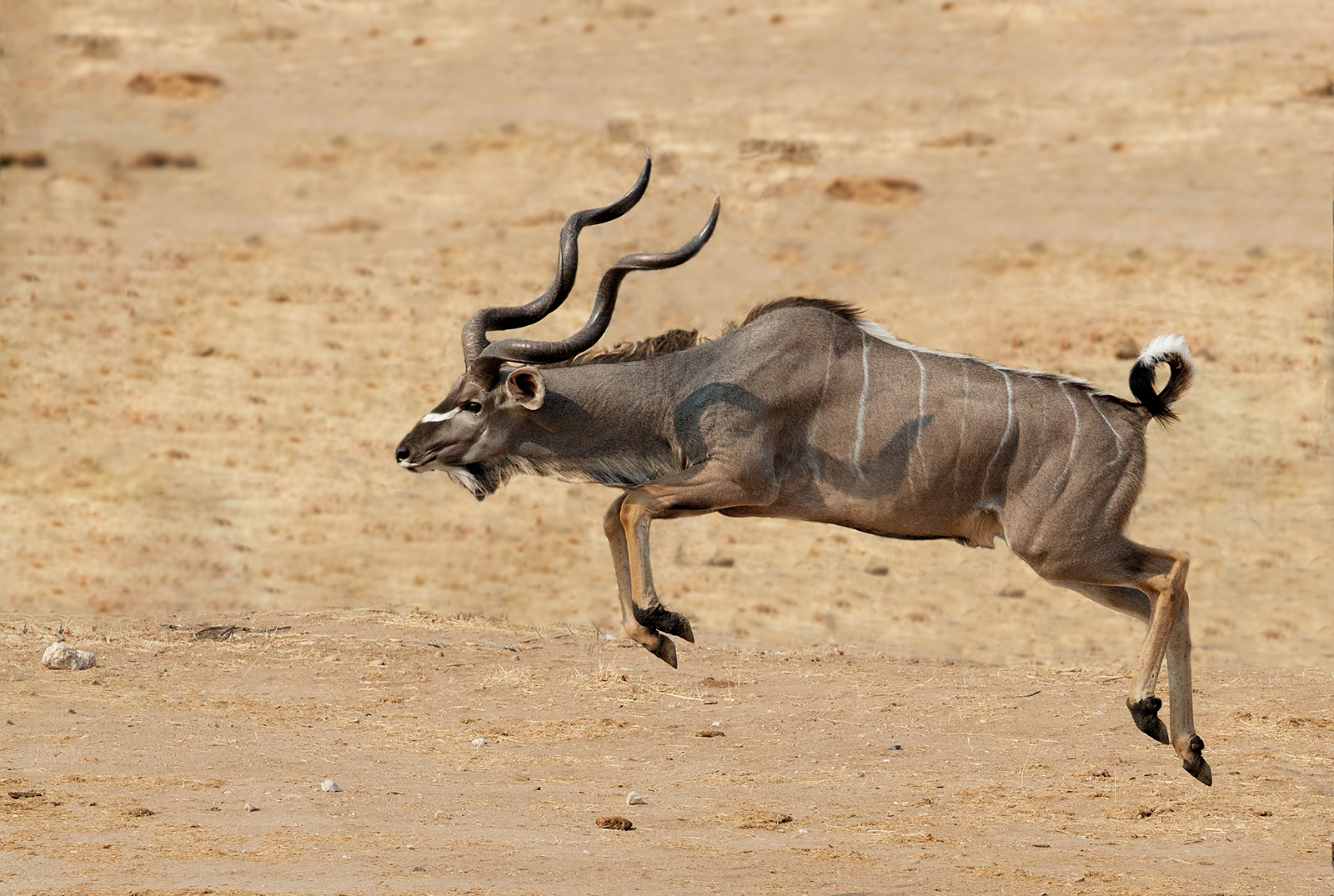 Leaping Kudu