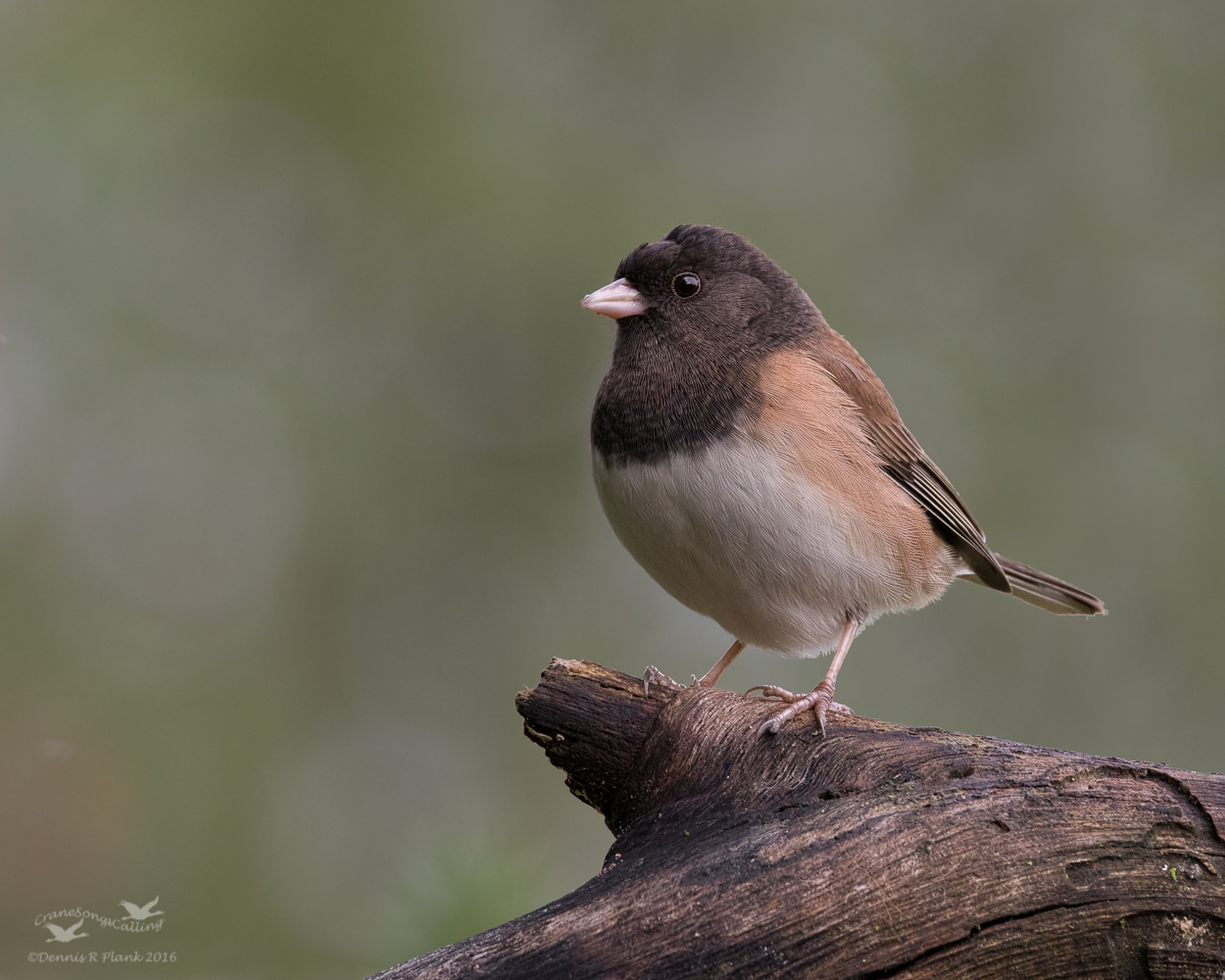 Junco