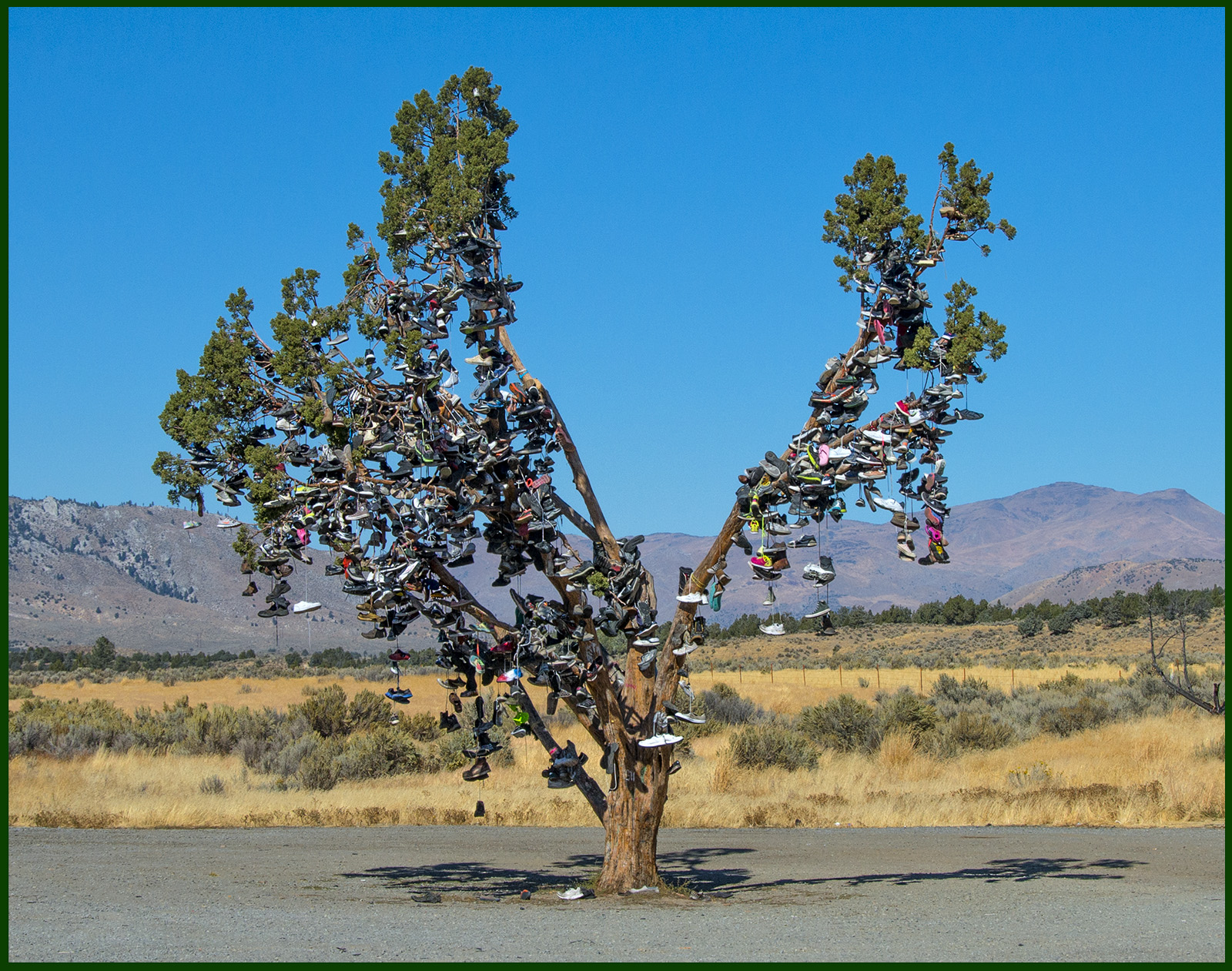 Shoe Tree