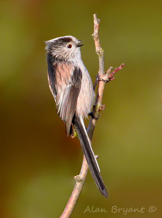 Long-tailed tit