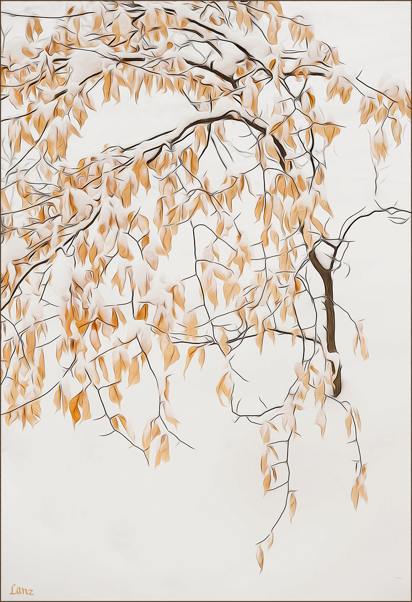 Beech Tree in Snow (PA)