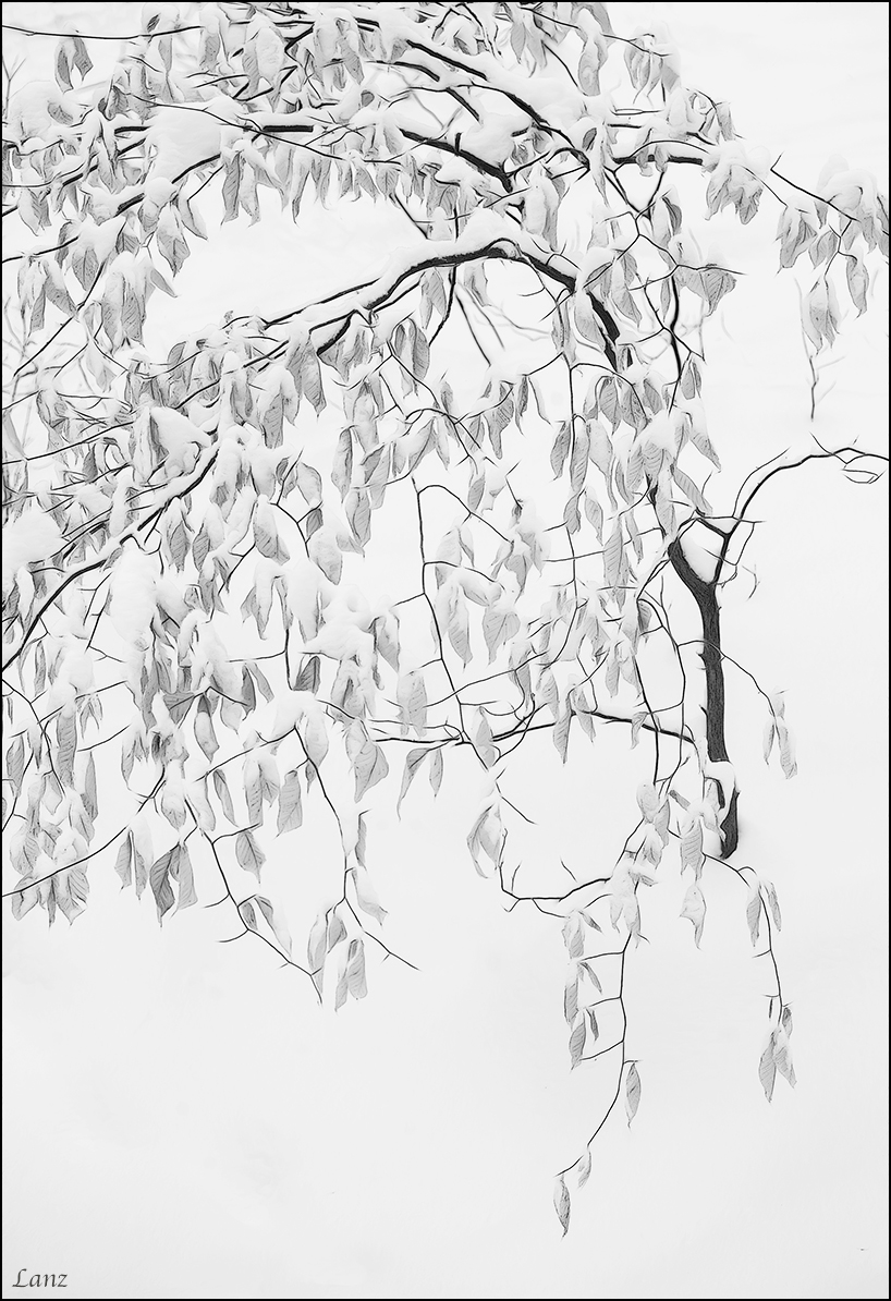 Beech Tree in Snow BW