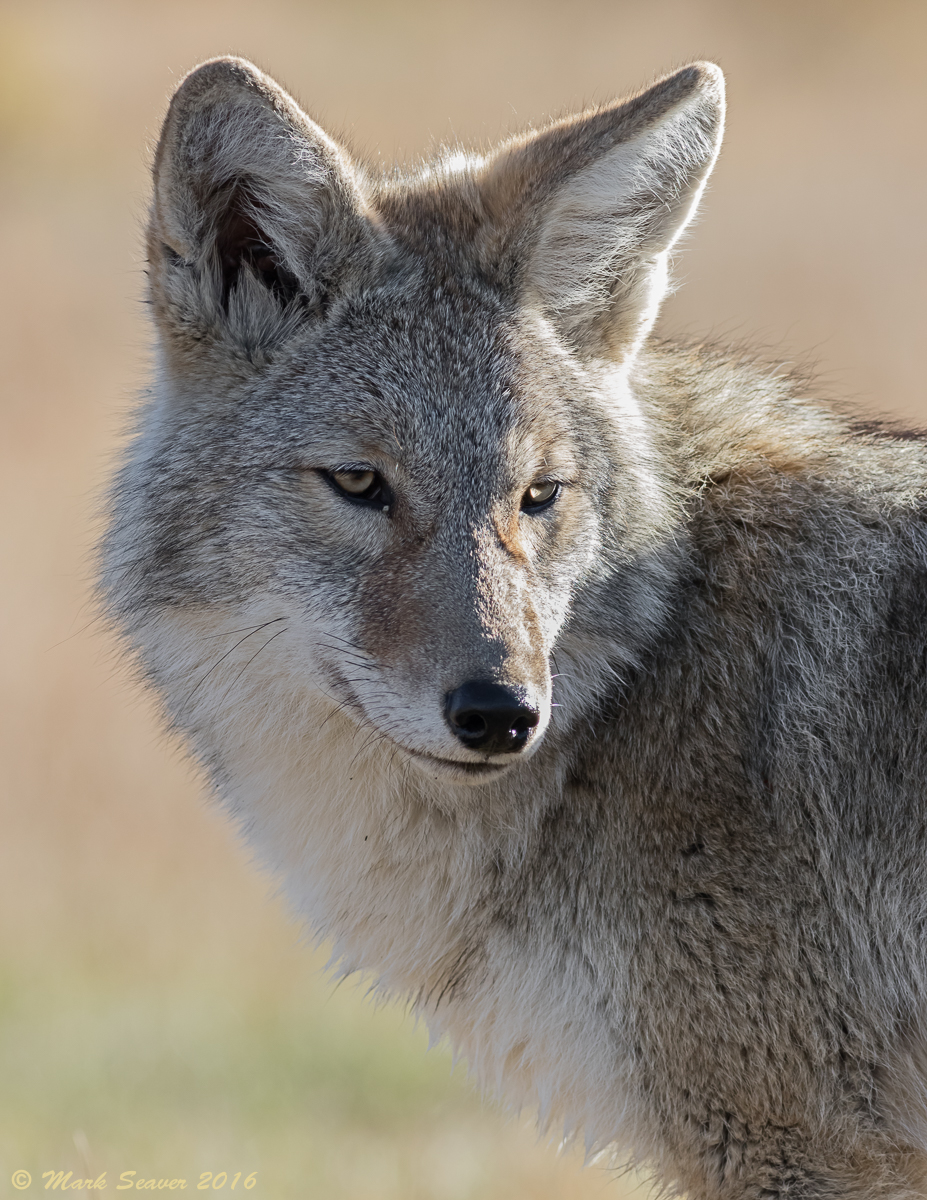 YNP Coyote #2