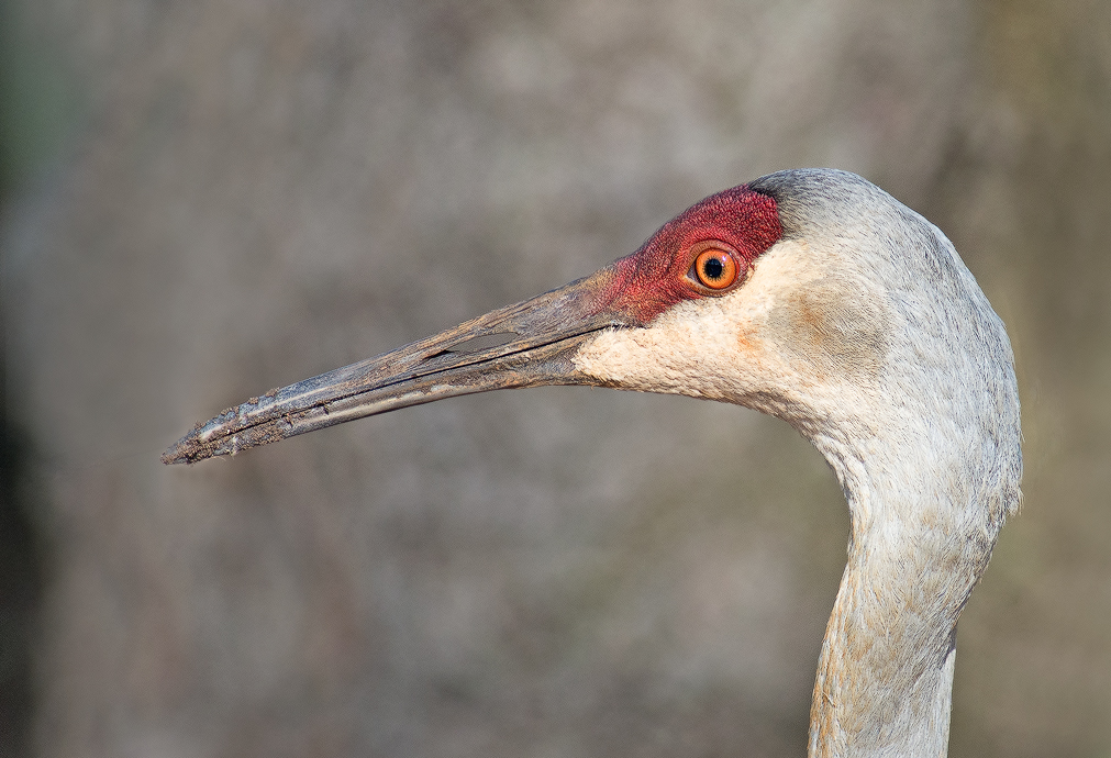 Sandhill Crane Mugshot