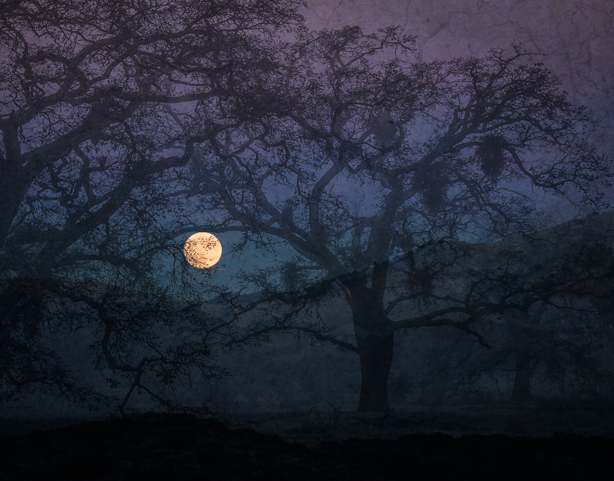 Supermoon in the Forest