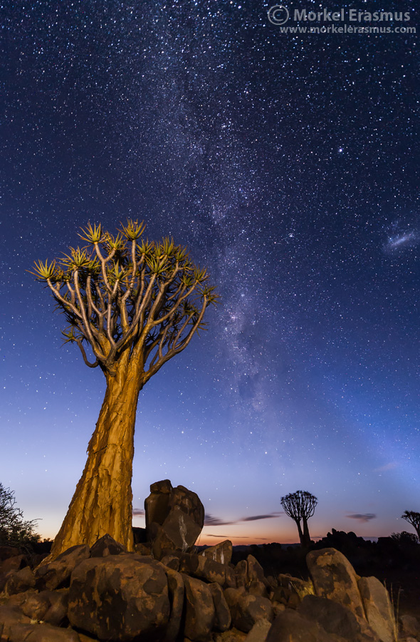 Quiver Tree Galaxy