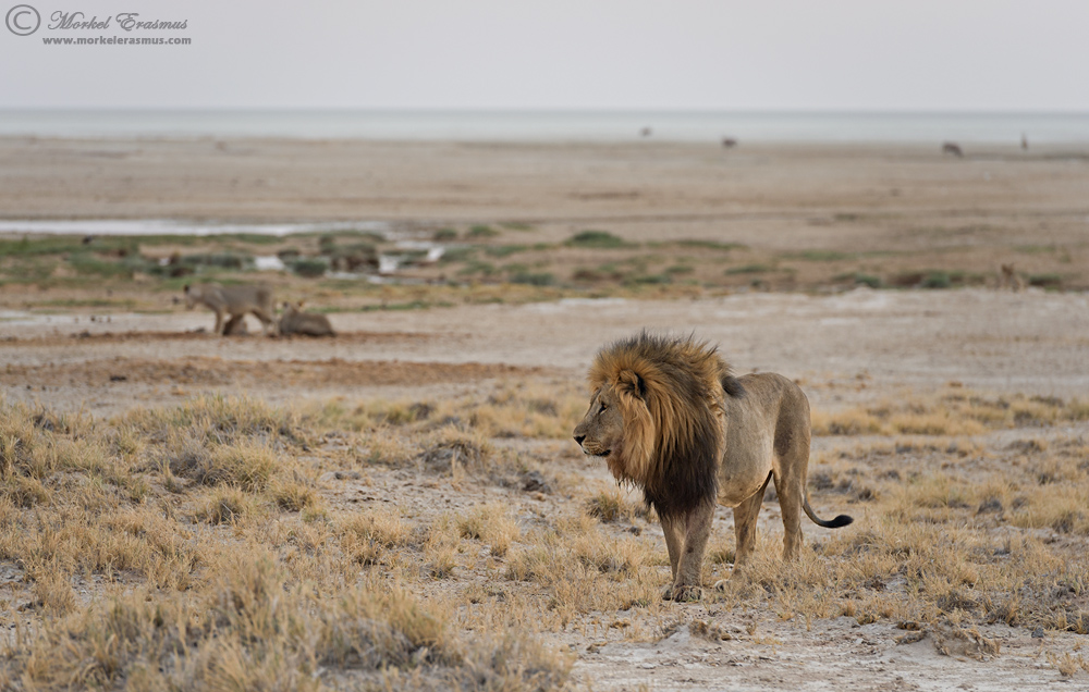 Pride of Etosha