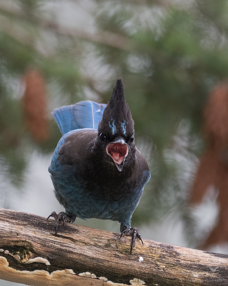 Angry Bird & Repost