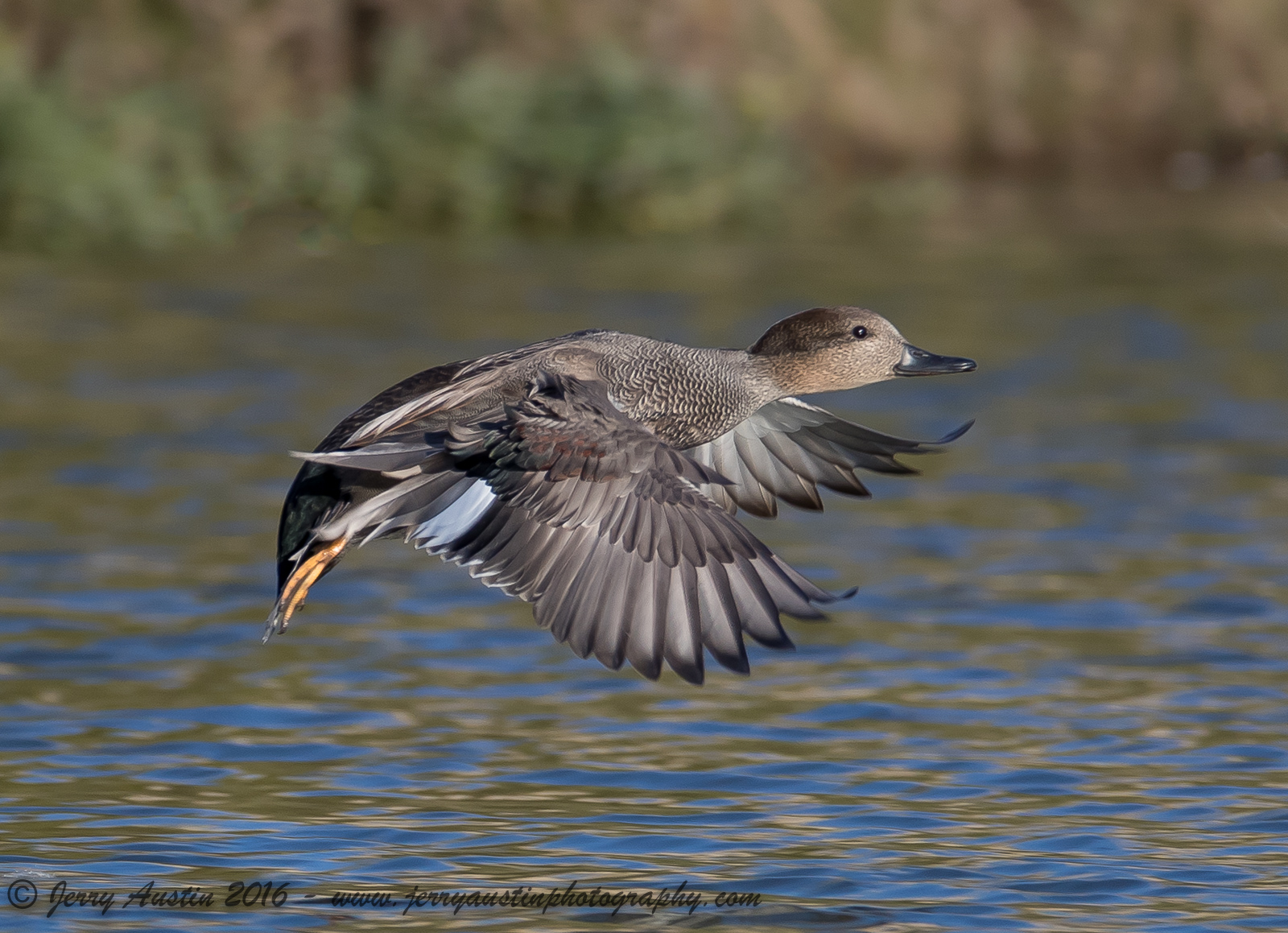 Texas Gadwall