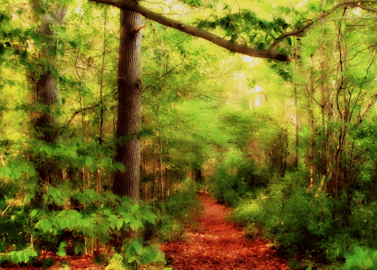 Fall's Leaf Laden Path