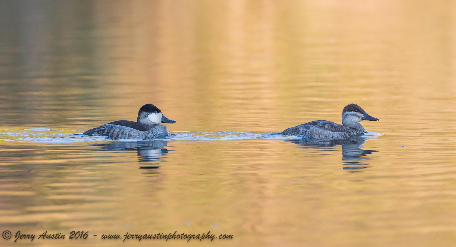 Ruddy Duck Pair