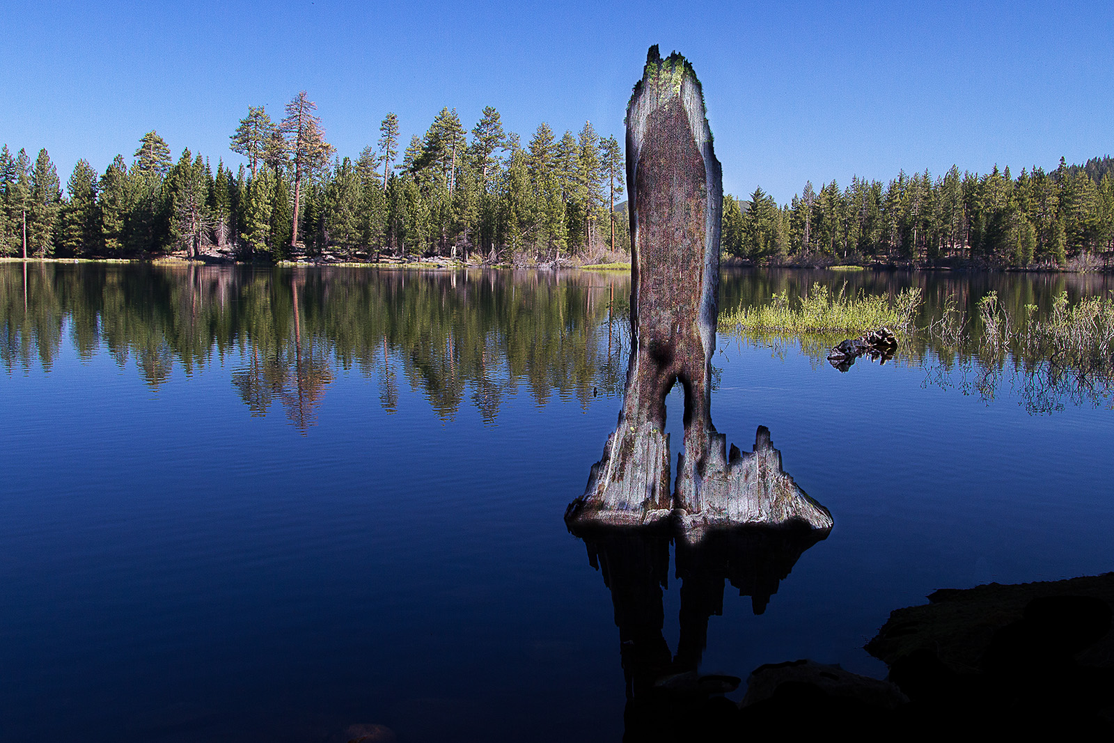 Dead Tree Walking