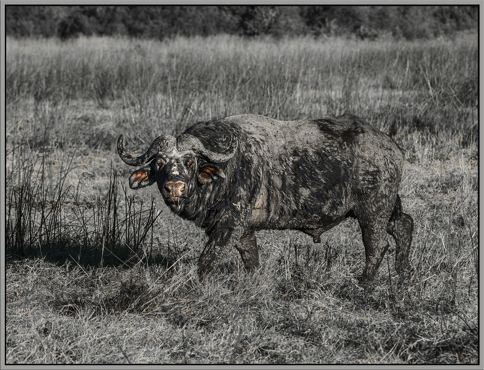 Mud Bath