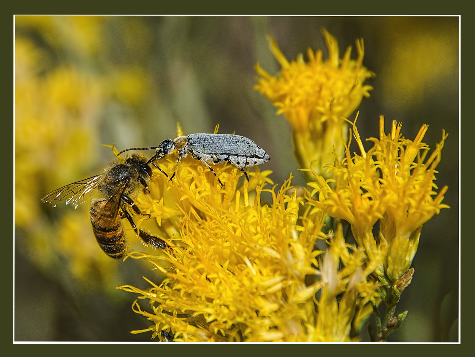 Bug 'n Bee