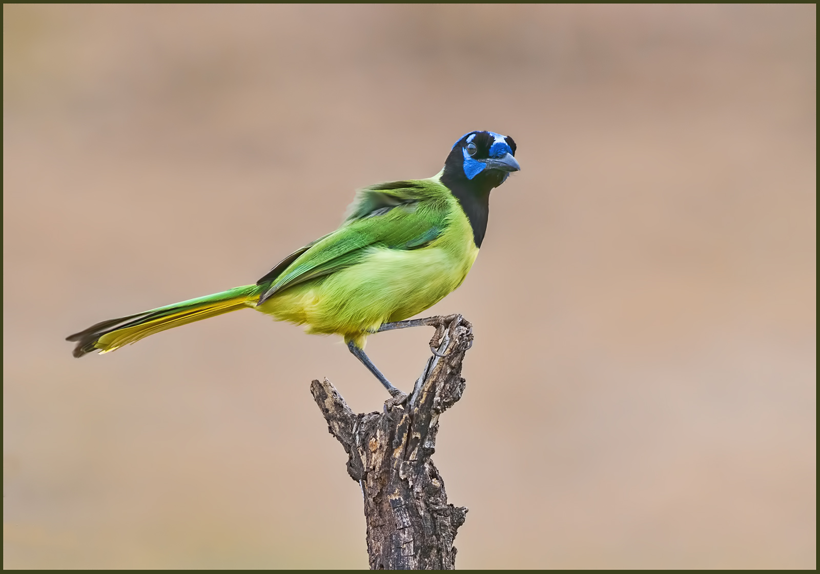 Green Jay