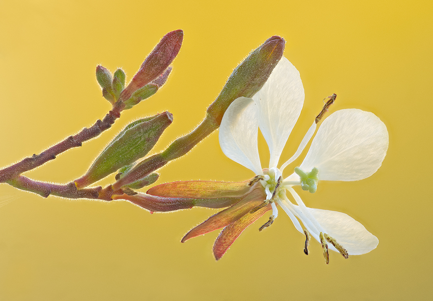 Biennial Gaura
